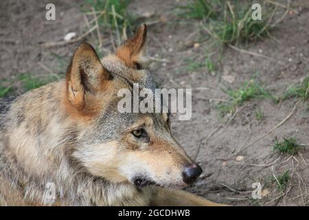 Eurasischen wolf Stockfoto