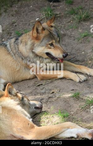 Eurasischen wolf Stockfoto