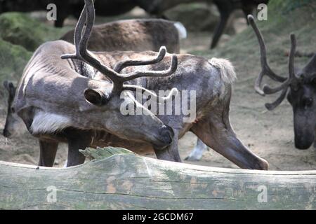 Rentier Stockfoto