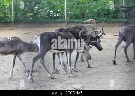 Rentier Stockfoto