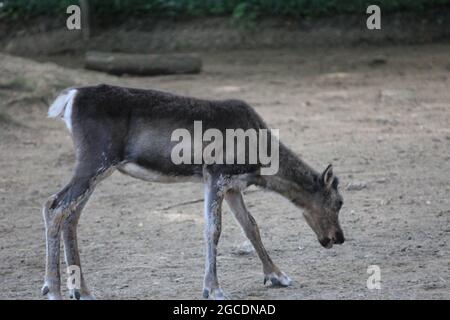 Rentier Stockfoto