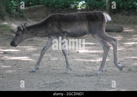 Rentier Stockfoto