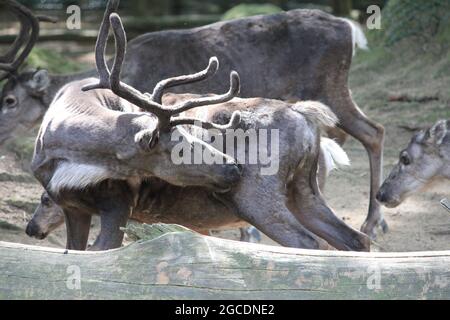 Rentier Stockfoto