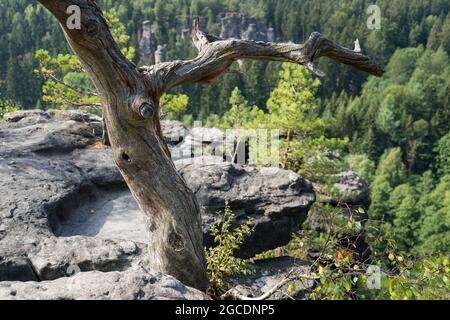 Ein alter Baum wächst auf einem verwitterten Sandsteinfelsen in den wunderschönen Bergen Stockfoto