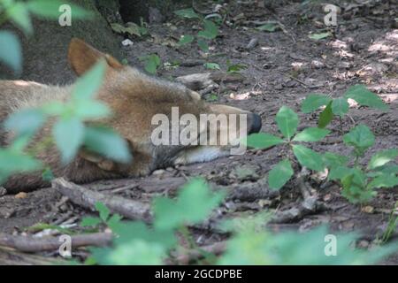 Eurasischen wolf Stockfoto