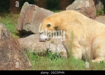 Eisbär Stockfoto