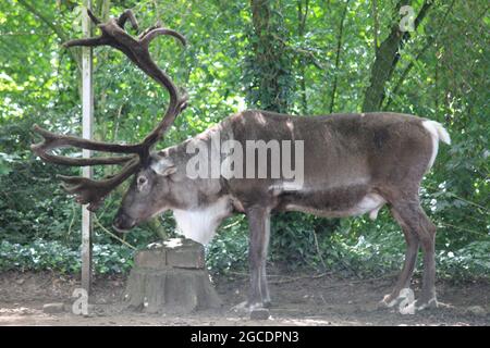 Rentier Stockfoto