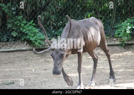 Rentier Stockfoto