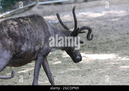 Rentier Stockfoto