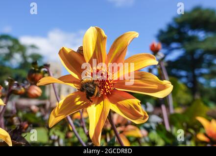 Hummel (Bombus terrestris) genießt es, Pollen von einer leuchtend gelben Dahlie, Bischof von York, zu sammeln. VEREINIGTES KÖNIGREICH Stockfoto