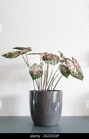 Caladium rosa Beauty-Birne mit erstaunlichen Blättern. Die rosa und grünen Blätter sind schön vor dem weißen Hintergrund. Stockfoto