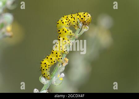 Die Raupe der gestreiften Lychnis (Cucullia lychnitis)-Motte ernährt sich von ihrer Wirtspflanze, einer blühenden Königskugel (Verbascum lychnitis), Wallis, Schweiz Stockfoto