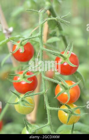 Rote reife Kirschtomaten auf der Weinrebe im Sommergarten Stockfoto