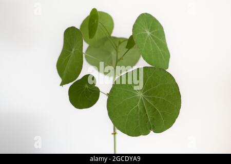 Stephania erecta Zwiebel mit grünen Blättern in einem weißen Topf und weißem Hintergrund. Stockfoto