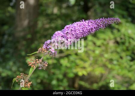 Buddleja davidii (Buddleia davidii), bekannt als Sommerflieder, Schmetterlingsbusch oder Orangenauge, blüht in einem Wald in Deutschland, Europa Stockfoto