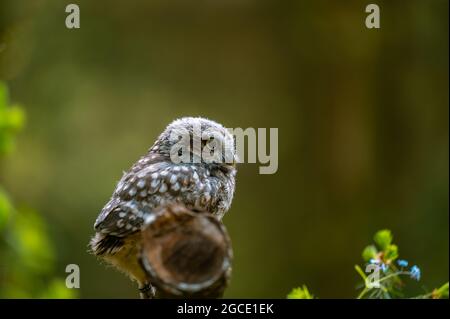 Die kleine Eule (Athene noctua), niedliches Eulenjunge, schöne große Augen, Waldumgebung, schönes Licht, Sitzt auf einem Baumstamm. Stockfoto