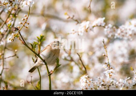 Die gewöhnliche Chiffchaff (Phylloscopus collybita), die auf einem Ast eines frühlingsblühenden Kirschbaums sitzt. Frühling, sonniger Tag. Stockfoto