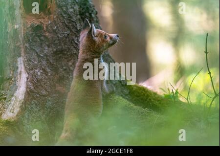 Ein neugieriger junger Fuchs (Vulpes vulpes) scannt den Wald nach Nahrung und geht vorsichtig spazieren. Neugieriger junger Fuchs, Fuchsjunge. Stockfoto