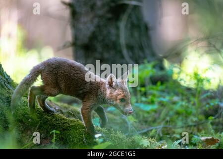 Jungfuchs (Vulpes vulpes), der vorsichtig im Frühlingswald spazierend und auf der Suche nach Nahrung ist. Stockfoto