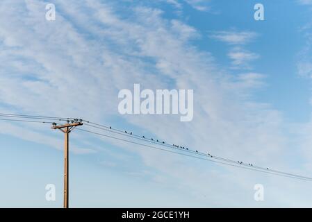 Vogelschar auf Stromleitungen Stockfoto