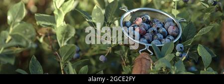 Frisch gepflückte blaue Heidelbeeren aus dem heimischen Garten in Metallsieb mit Holzhand Stockfoto