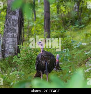 Tom und jake wilde Truthähne im Norden von Wisconsin. Stockfoto