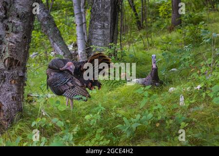 Tom und jake wilde Truthähne im Norden von Wisconsin. Stockfoto