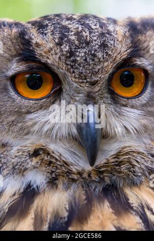 Porträt einer eurasischen Adlereule (Bubo bubo) Stockfoto