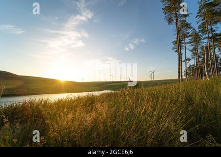 Schöne Landschaft mit Windpark in der Ferne bei Sonnenuntergang. Windkraft, grünes Energiekonzept. Oberes Lliw-Reservoir von Brynllefrith Plantation, Wales, Großbritannien. See, Feld und Bäume. Stockfoto
