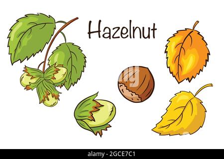 Haselnuss und Blätter gesetzt. Sammlung von handgezeichneten Haselnussfrüchten und Blättern. Herbst-Deko-Elemente. Vektorgrafik für Logo, Menü, Drucke, Aufkleber, Design und Dekoration. Premium Vector Stock Vektor