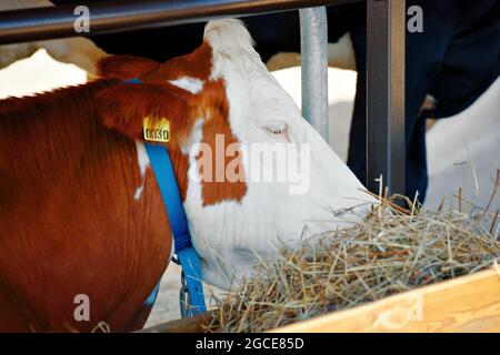 Eine Kuh frisst Heu in einem Gehege auf einer ländlichen Ranch oder Farm. Das Thema Viehzucht. Der Kopf einer Kuh befindet sich auf dem Hof in Nahaufnahme. Keine Personen Stockfoto