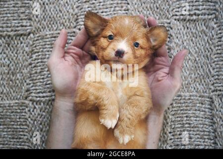 Mann hält niedlichen Welpen in Handflächen. Niedlicher Nova Scotia Duck Tolling Retriever schaut in die Kamera Stockfoto