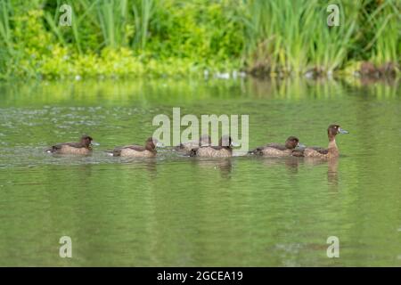 Getuftete Ente (Aythya fuligula) Weibchen und Familie von Entenküken auf einem Fluss, Surrey, Großbritannien Stockfoto