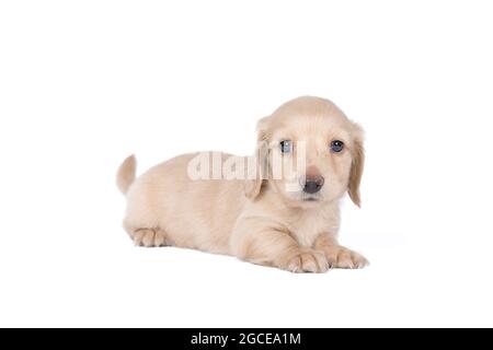 Nahaufnahme eines blonden, langhaarigen, drahthaarigen Dachshund-Hundes, isoliert auf weißem Hintergrund Stockfoto