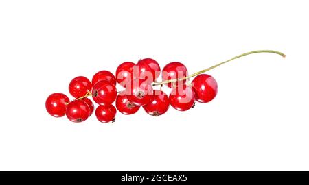 Johannisbeeren isoliert auf weißem Hintergrund. Rote Johannisbeere. Stockfoto