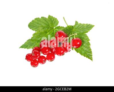 Johannisbeeren mit Blatt isoliert auf weißem Hintergrund. Stockfoto