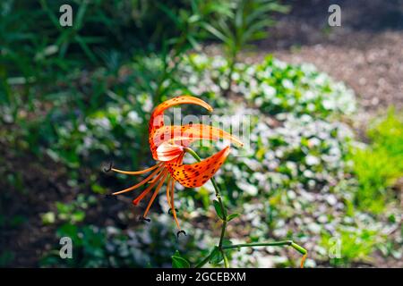 Schöne orange gefärbte Tigerlilie auf einem verschwommenen Hintergrund von grünen Büschen und Bäumen Stockfoto