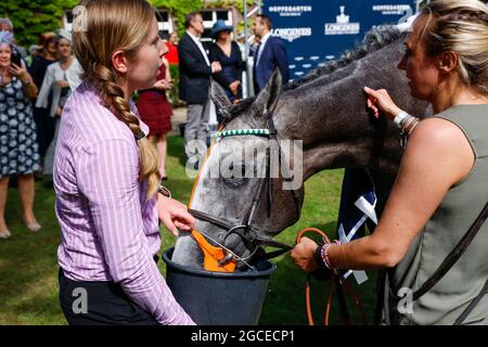 Berlin, Deutschland. August 2021. Das Siegerpferd Alpinista trinkt beim 131. Longines Grand Prix von Berlin Wasser. Quelle: Gerald Matzka/dpa/Alamy Live News Stockfoto