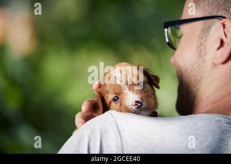 Mann hält niedlichen Welpen auf der Schulter. Nova Scotia Duck Tolling Retriever mit Blick auf die Kamera Stockfoto