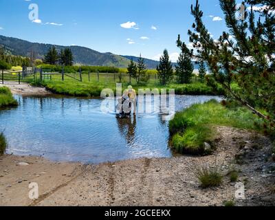 ID00807-00...IDAHO - Zyklist, der einen Bach im Valley Creek Valley durchforst. Stockfoto