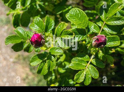 Wild Dog Roses an der Küste bei Suffolk Stockfoto