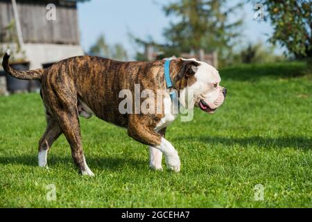 Der amerikanische Bulldog-Hund überwacht das Haus Stockfoto