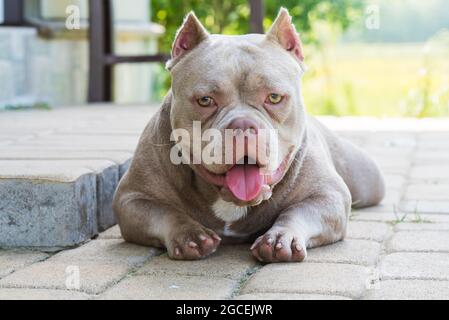 Lila Farbe American Bully Hund bewacht das Haus draußen Stockfoto