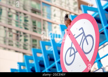 Der synanthropische Vogel Myna sitzt auf einem Straßenschild, das den Durchgang von Radfahrern verbietet. Das Konzept der urbanisierten Vögel, die in der Stadt leben Stockfoto