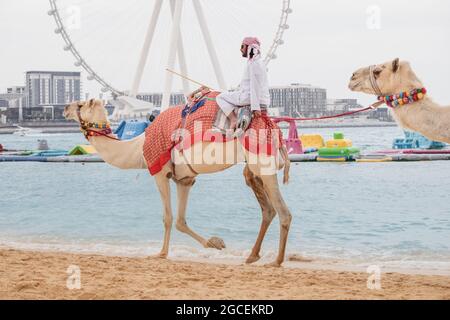 22. Februar 2021, Dubai, VAE: Ein arabischer Kameltreiber am Strand unterhält Touristen und Urlauber, indem er Tierritte und Fotos für Geld anbietet Stockfoto