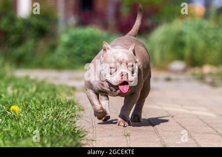 Lila Farbe American Bully Hund bewacht das Haus draußen Stockfoto