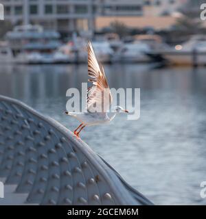 Eine Möwe hebt sich von der Brüstung ab und breitet ihre Flügel wunderschön in den Strahlen der aufgehenden Sonne im Jachthafen von Dubai aus Stockfoto