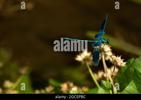 Gebänderte Demoiselle (männlich) im Flug Stockfoto