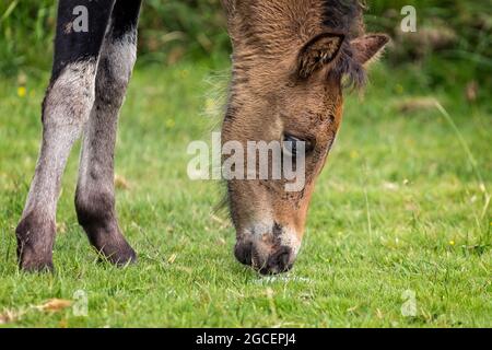 Headshot eines jungen wilden Dartmoor-Ponys, das auf Moorgras grast Stockfoto