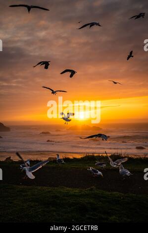 Möwen bei Sonnenuntergang über dem Rock Beach in Bandon, Oregon Stockfoto